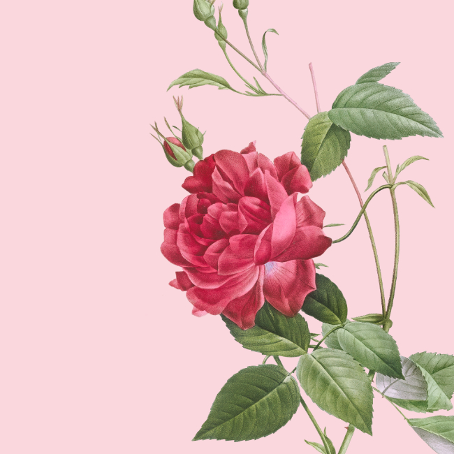 A Red, Red Rose